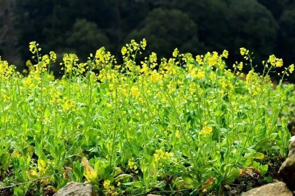 十字花科类蔬菜是什么意思，是指属于十字花科科目的蔬菜