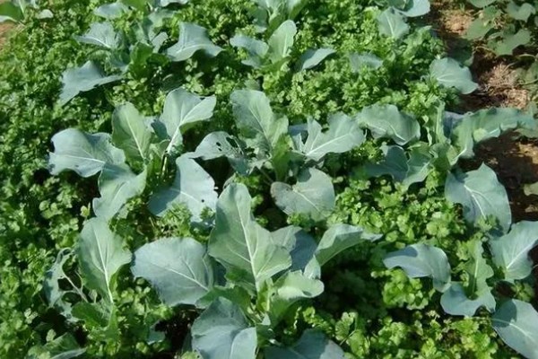 十字花科类蔬菜是什么意思，是指属于十字花科科目的蔬菜