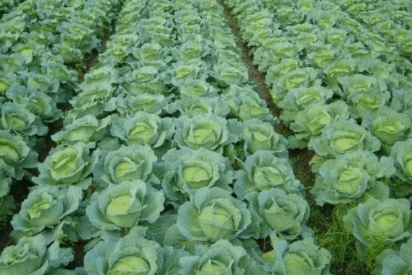 十字花科类蔬菜是什么意思，是指属于十字花科科目的蔬菜