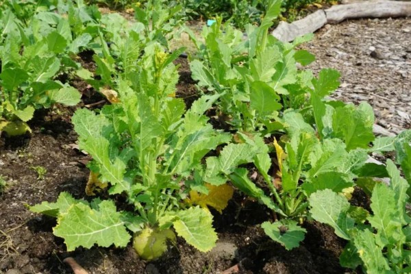 十字花科类蔬菜是什么意思，是指属于十字花科科目的蔬菜