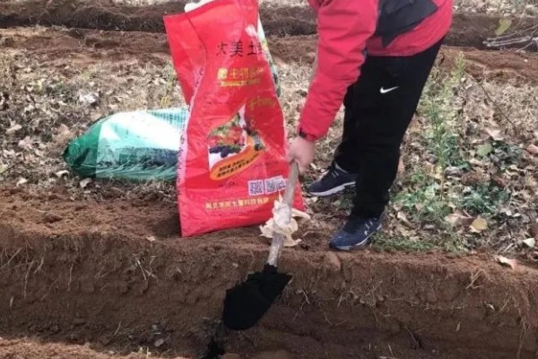 十字花科类蔬菜是什么意思，是指属于十字花科科目的蔬菜