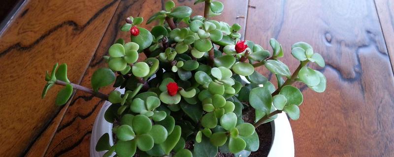 马齿苋能不能过冬，冬季温度应控制在6℃以上