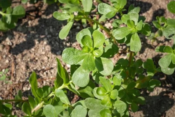 马齿苋能不能过冬，冬季温度应控制在6℃以上