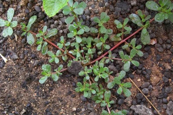 马齿苋能不能过冬，冬季温度应控制在6℃以上