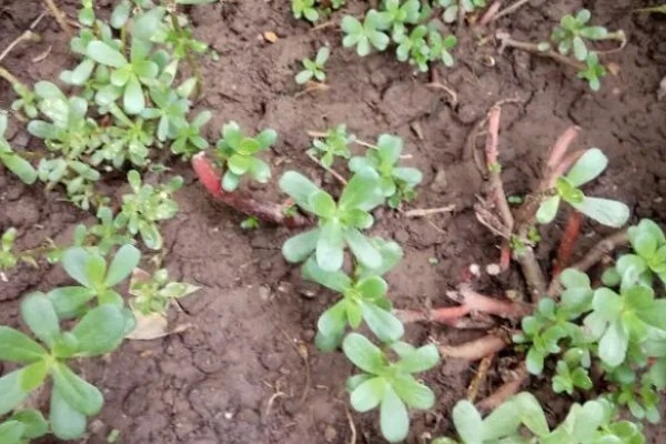 马齿苋能不能过冬，冬季温度应控制在6℃以上