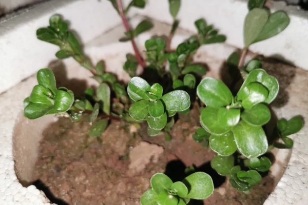 马齿苋能不能过冬，冬季温度应控制在6℃以上