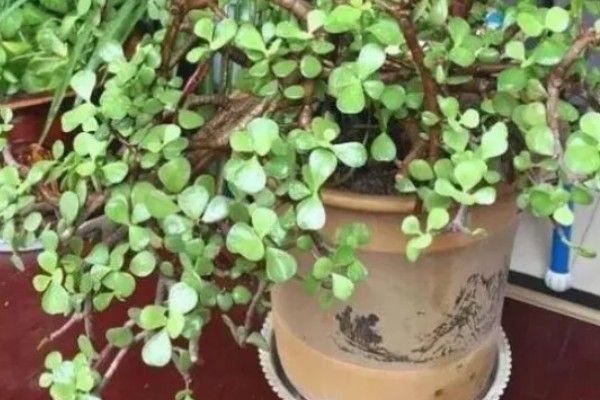 马齿苋能不能过冬，冬季温度应控制在6℃以上