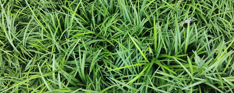 沿阶草与麦冬有何区别，叶片、根系、花果均不同