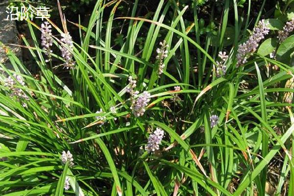 沿阶草与麦冬有何区别，叶片、根系、花果均不同