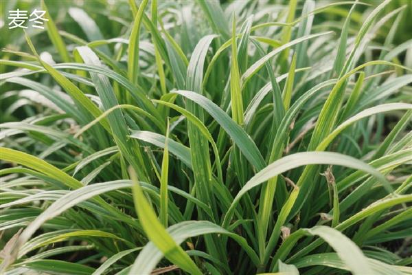 沿阶草与麦冬有何区别，叶片、根系、花果均不同