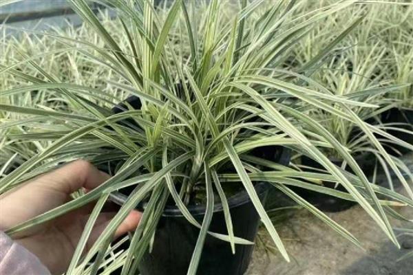 沿阶草与麦冬有何区别，叶片、根系、花果均不同