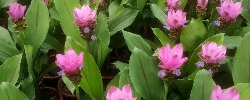 姜荷花有毒吗，姜荷花没有毒