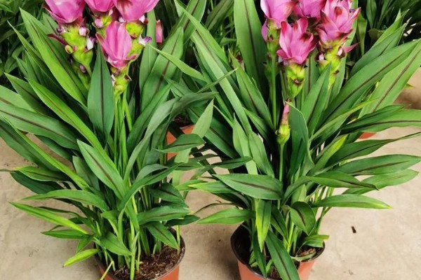 姜荷花有毒吗,姜荷花没有毒