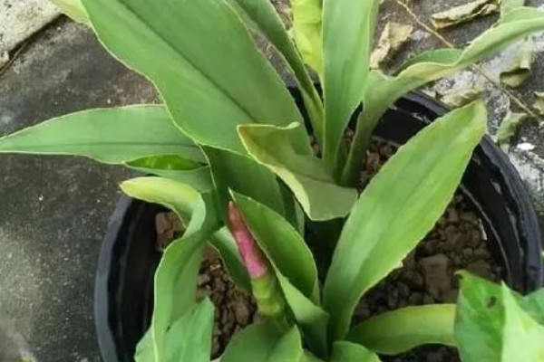 姜荷花有毒吗,姜荷花没有毒