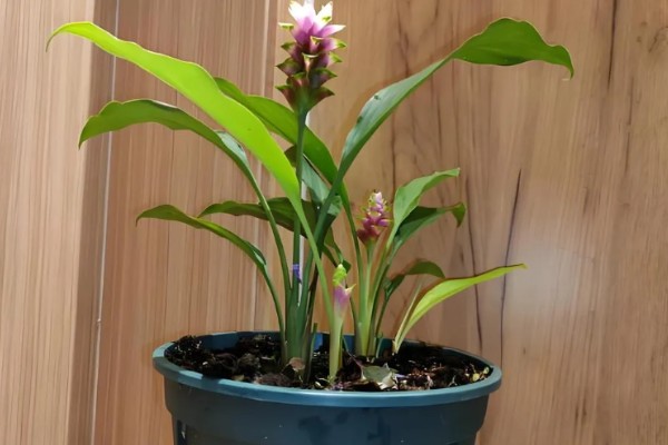 姜荷花有毒吗,姜荷花没有毒