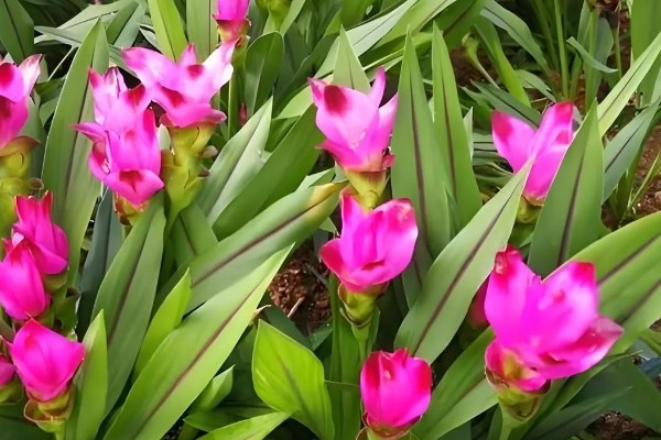 姜荷花有毒吗,姜荷花没有毒