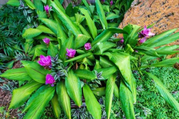 姜荷花有毒吗,姜荷花没有毒