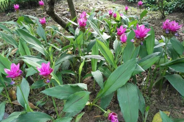 姜荷花有毒吗,姜荷花没有毒