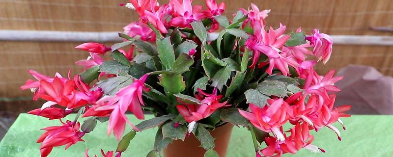 蟹爪兰休眠期的养殖方法，剪除不良根系并换土重栽