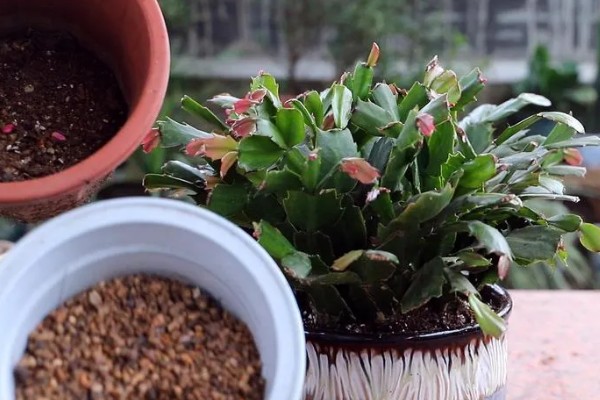 蟹爪兰休眠期的养殖方法，剪除不良根系并换土重栽