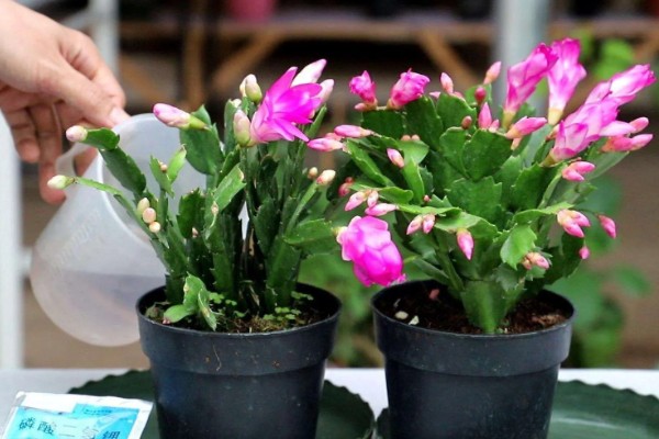 蟹爪兰休眠期的养殖方法，剪除不良根系并换土重栽