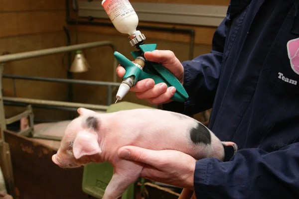 养猪降低饲料成本的方法，将稀喂改为稠喂可以节省饲料