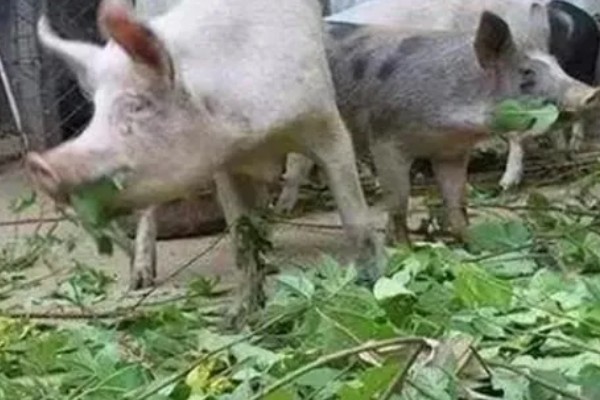 养猪降低饲料成本的方法，将稀喂改为稠喂可以节省饲料