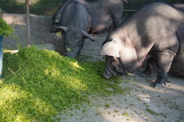 养猪降低饲料成本的方法，将稀喂改为稠喂可以节省饲料
