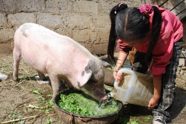 养猪降低饲料成本的方法，将稀喂改为稠喂可以节省饲料