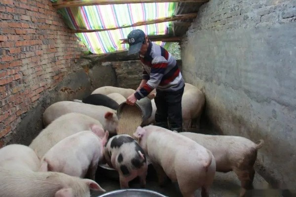 养猪降低饲料成本的方法，将稀喂改为稠喂可以节省饲料