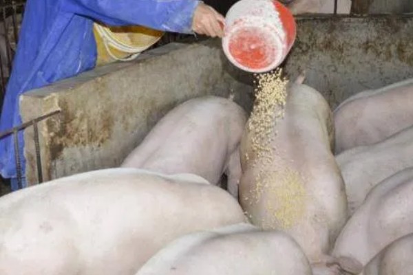 养猪降低饲料成本的方法，将稀喂改为稠喂可以节省饲料