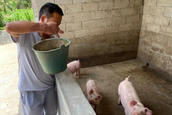养猪降低饲料成本的方法，将稀喂改为稠喂可以节省饲料