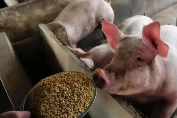 养猪降低饲料成本的方法，将稀喂改为稠喂可以节省饲料