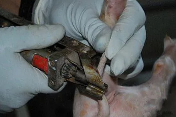 养猪降低饲料成本的方法，将稀喂改为稠喂可以节省饲料