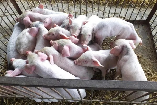 养猪降低饲料成本的方法，将稀喂改为稠喂可以节省饲料