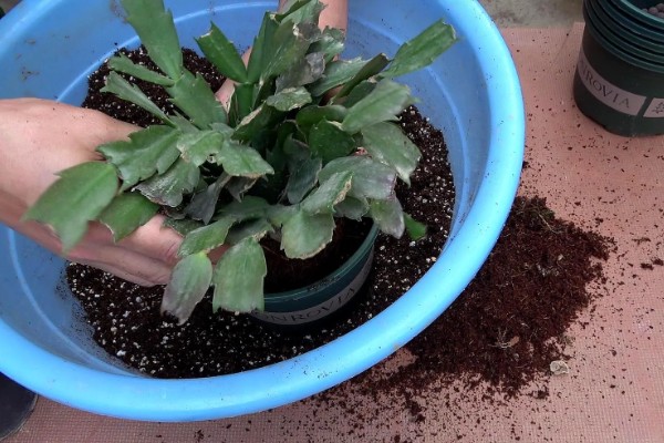 蟹爪兰休眠期的养殖方法，剪除不良根系并换土重栽