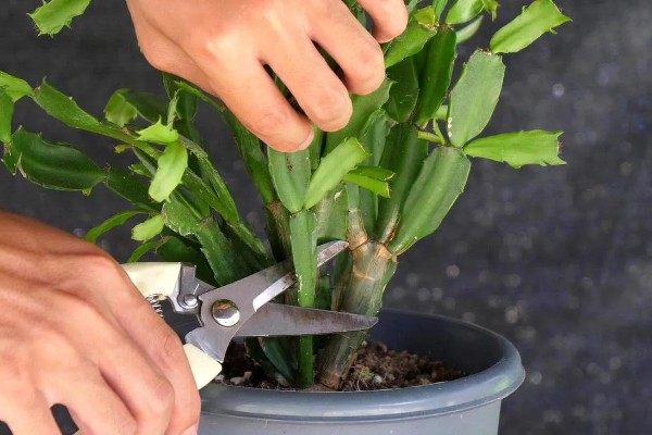 蟹爪兰休眠期的养殖方法，剪除不良根系并换土重栽