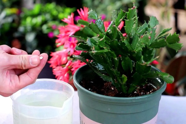 蟹爪兰休眠期的养殖方法，剪除不良根系并换土重栽