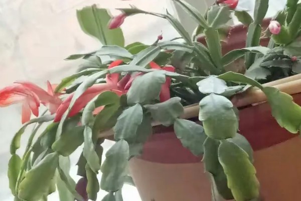 蟹爪兰休眠期的养殖方法，剪除不良根系并换土重栽