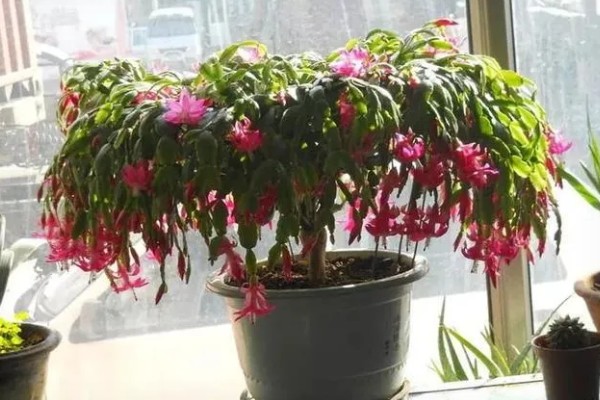 蟹爪兰休眠期的养殖方法，剪除不良根系并换土重栽