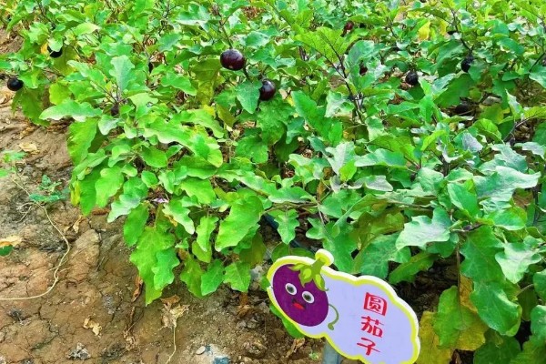茄子的亩产量，秋季露地栽培大概是7000斤左右
