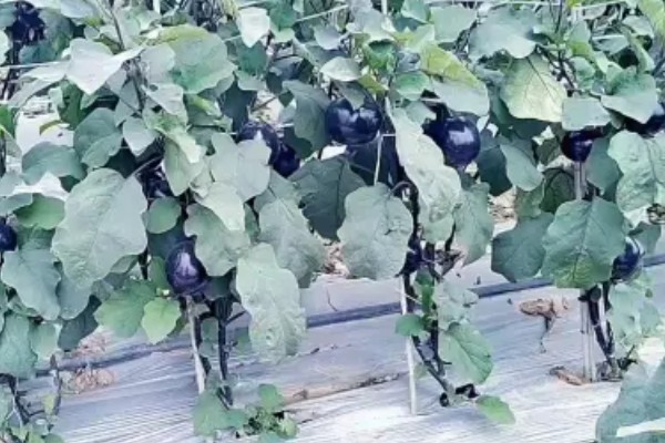 茄子的亩产量，秋季露地栽培大概是7000斤左右