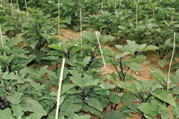 茄子的亩产量，秋季露地栽培大概是7000斤左右
