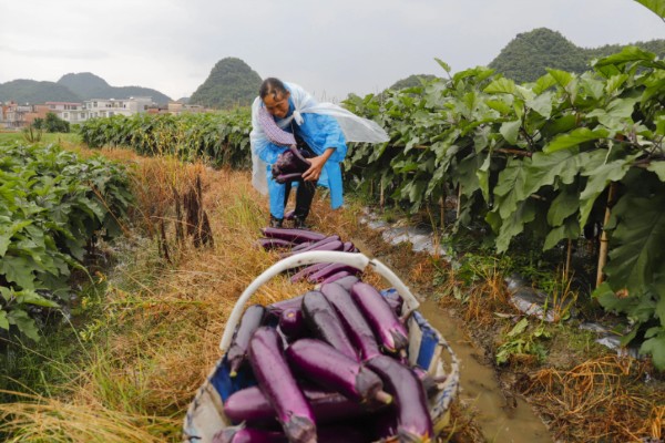 茄子的亩产量，秋季露地栽培大概是7000斤左右