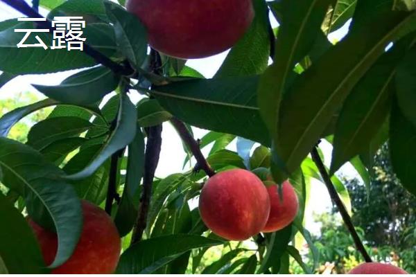 毛桃有多少品种,常见的有早霞露、早美等