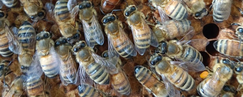 如何判断蜂王质量的好坏，其蜂群增长速度快