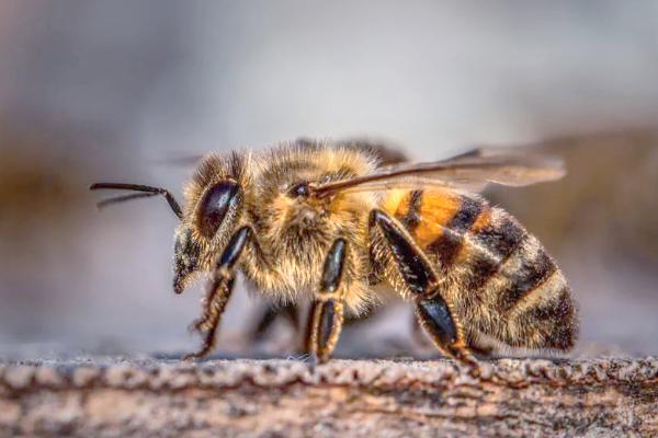 如何判断蜂王质量的好坏，其蜂群增长速度快
