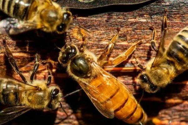 如何判断蜂王质量的好坏，其蜂群增长速度快