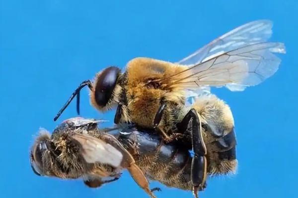 如何判断蜂王质量的好坏，其蜂群增长速度快