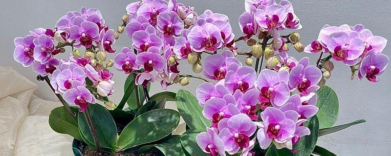 蝴蝶兰夏天怎么养殖，最佳的生长温度在16-28℃